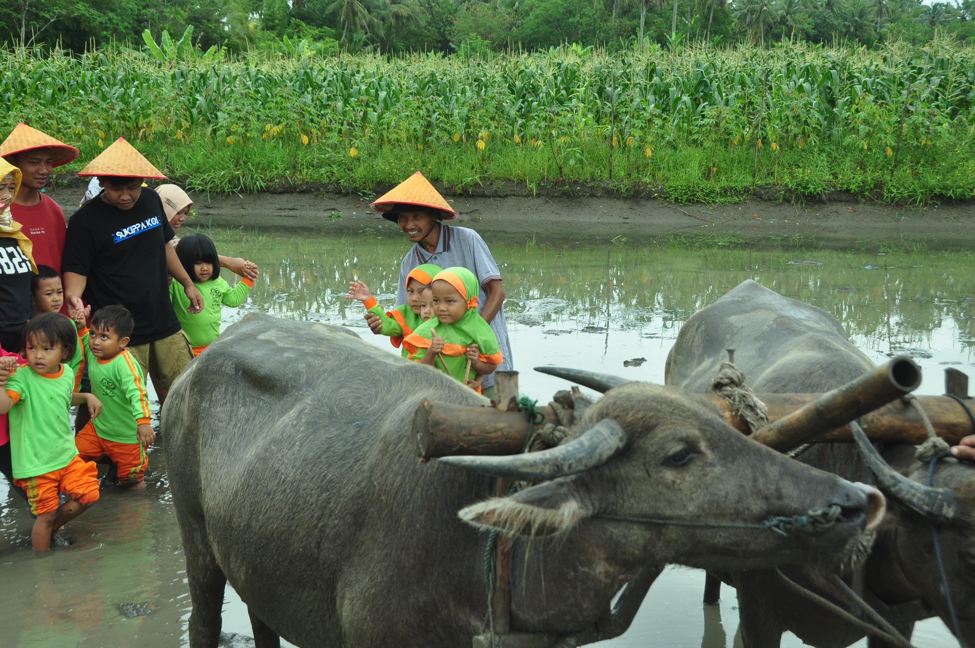 Pemandangan sawah di sekitar Borobudur